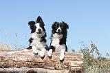 BORDER COLLIE 177